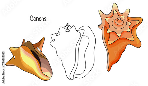 Conchs