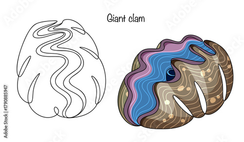 Giant clam