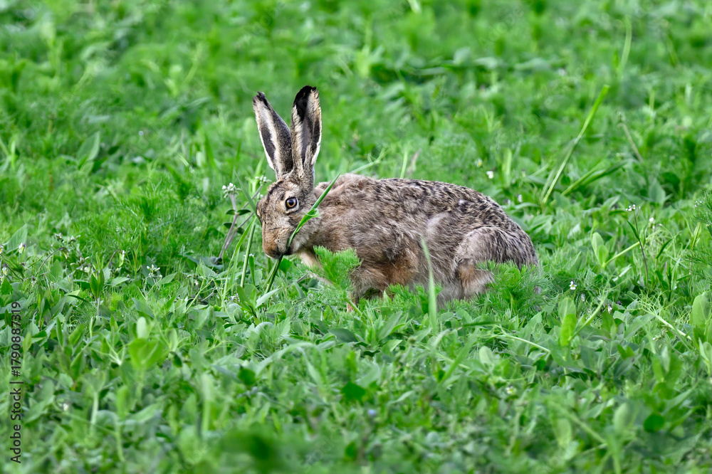 Fototapeta premium Hare eats meadow flowers