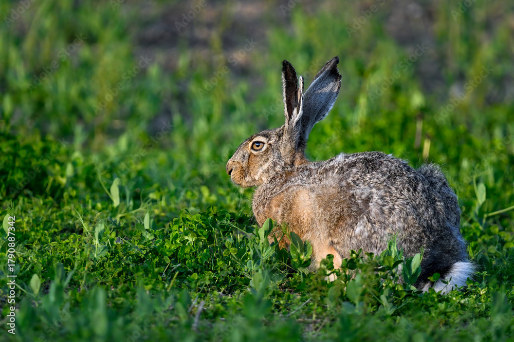 Fototapeta premium Hare resting