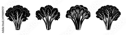 Vector illustration of black and white tatsoi bok choy chinese cabbage vegetable plant design element