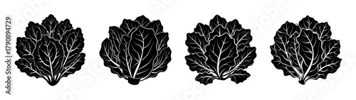 Vector illustration of black and white bok choy chinese cabbage vegetable healthy food ingredient 
