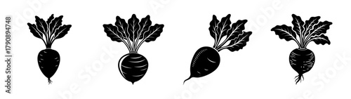 Vector illustration of fresh organic carrots vegetable harvest for healthy eating and cooking