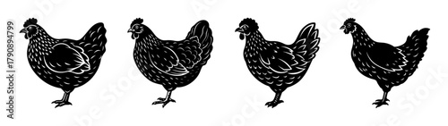 Black and white chicken illustration vector art featuring poultry farm animals and livestock hens