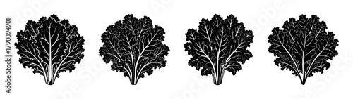 Black and white mustard plant illustration, vector mustard greens, leafy vegetable clip art design