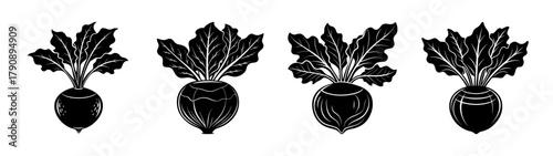 Vector illustration of fresh beetroots with leaves for healthy eating and agriculture design