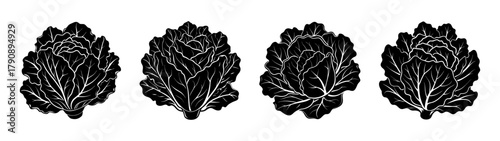 Vector illustration of napa cabbage chinese cabbage vegetable plant in black and white style