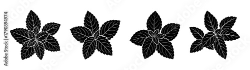 Black and white botanical illustration of four mint plants vector graphic design element for print and web