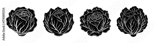 Hand drawn black and white chinese cabbage vector illustration, napa cabbage graphic design element