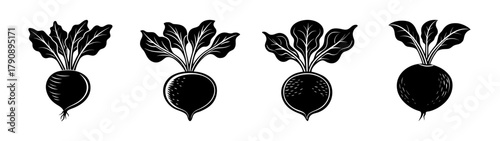 Vector illustration of fresh organic beets beetroots with green leaves healthy farm food design