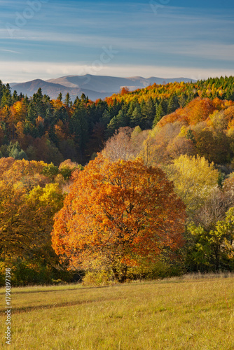 View of autumnal trees displaying vibrant hues of orange and yellow contrasting against the green meadow, with mountains fading in the distance, Lubietova, Banska Bystrica Region, Slovakia.