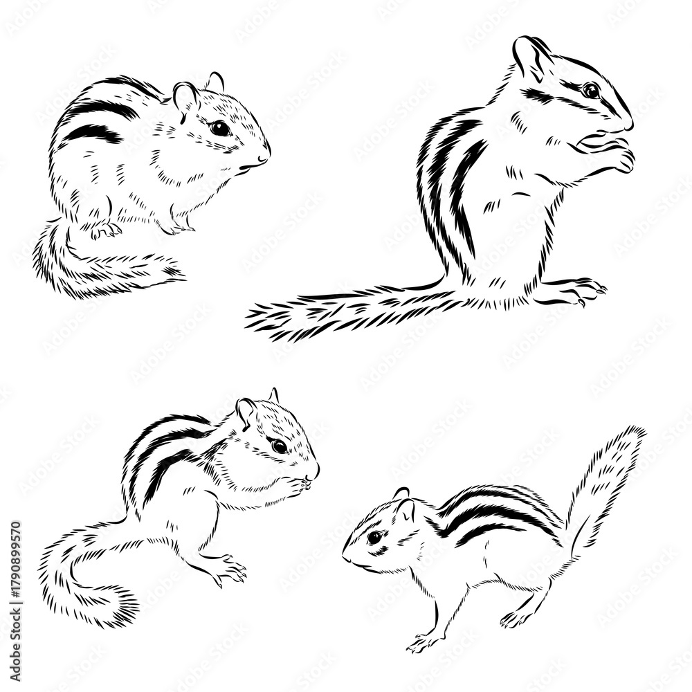 Obraz premium chipmunk, wild animal, vector sketch