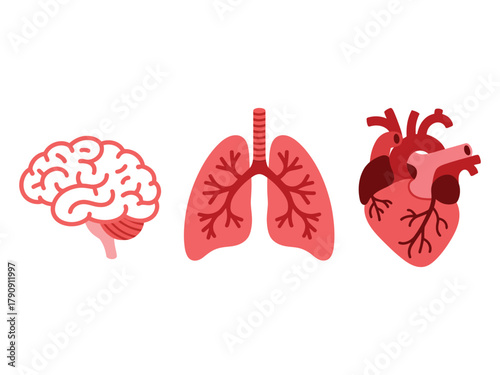 A simplified illustration displays the human brain, lungs, and heart side-by-side against a white background.