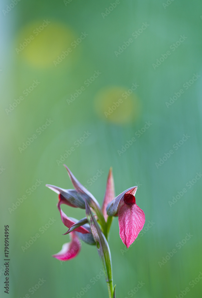 Fototapeta premium Heart Orchid (Serapias cordigera), also called Serapias tongue of the heart. Liendo Valley. Cantabria. Spain. Europe