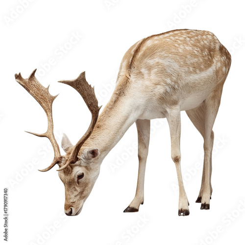 Png of fallow deer grazing isolated on transparent background, showcasing its beautiful coat and impressive antlers