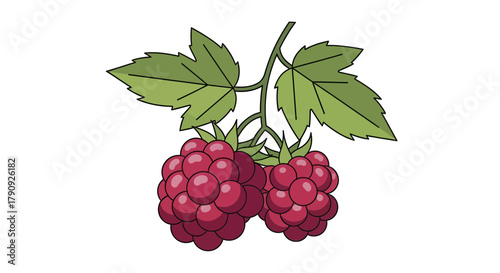 Vibrant Illustration Of Fresh Raspberries Branch, Ideal For Healthy Eating Concepts