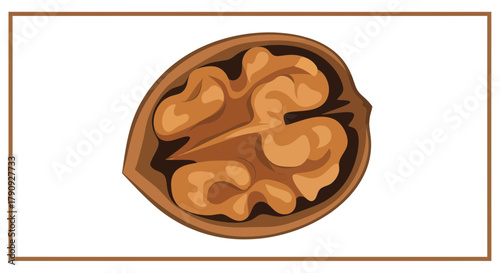 Vibrant Walnut Illustration, Showing Internal Structure, Against a White Background