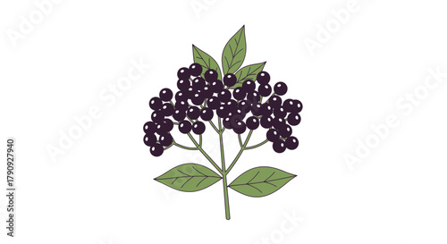Vibrant Illustration of Elderberries with Green Leaves Showing Detailed Botanical Structure