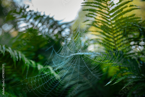 Intricate spider web glistening in sunlight among lush green ferns in natural setting
