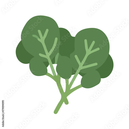 Simple flat 2D illustration of a plantain leaves  set isolated, Bright and simple 2D vector set, isolated on transparent background — clean animation-inspired design by me. 