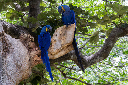Cuadro en lienzo A pair of Hyacinth Macaws (Anodorhynchus hyacinthinus) perched on a large tree branch in Brazil