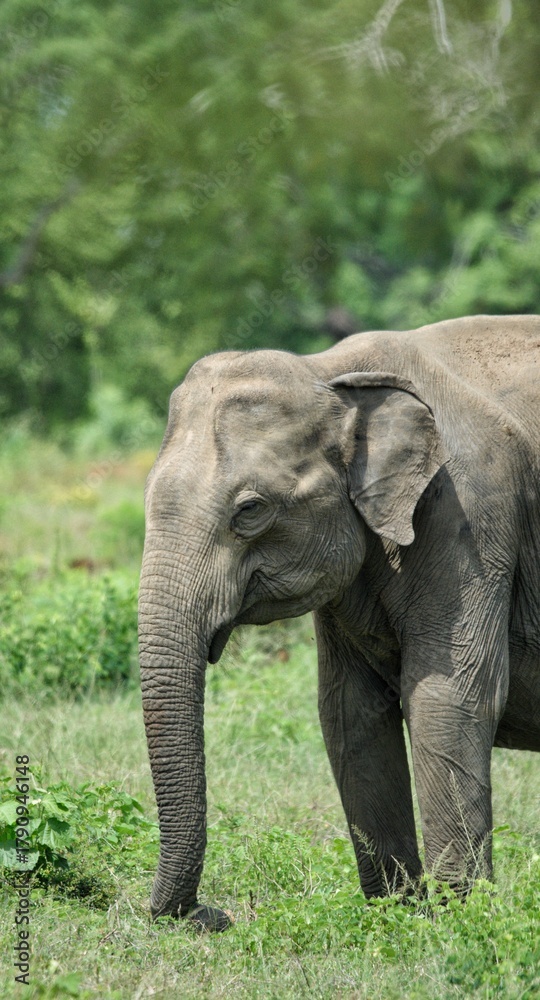 Fototapeta premium Close up Sri Lankan elephant in Udawalawe National Park