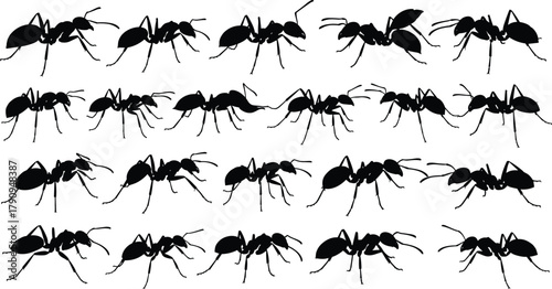 Ant silhouette collection, insect walking and crawling poses, realistic black vector illustration for nature, biology, wildlife, and pest control concept design