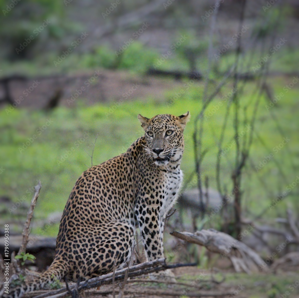 Fototapeta premium Panthera Pardus Kotiya - Sri Lankan Leopard captured in Yala Block 5