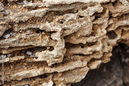 Texture of shell rock as ba...