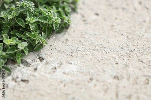 Texture of concrete border ...
