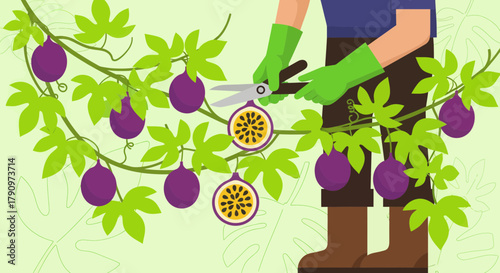 Passion Fruit Harvest: A Gardener Pruning the Juicy, Fresh Passion Fruit