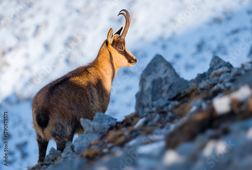 Appennine chamois, rupicapra pyrenaica ornata