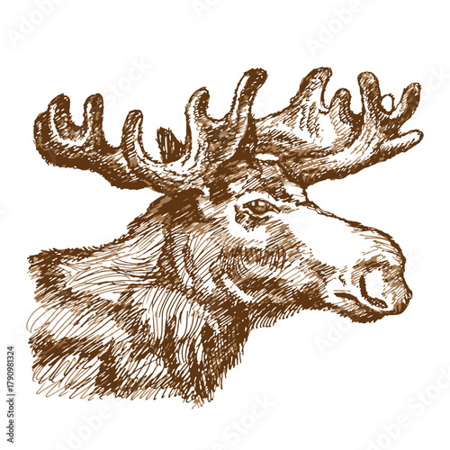 Portrait of a large moose with antlers. Sketch, outline, doodle. Vector illustration