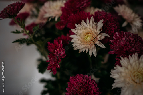 Dramatic close-up of white and deep red chrysanthemums (mums) with moody lighting and soft focus, conveying feelings of autumn, elegance, memory, and sympathy