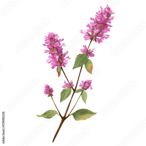 A beautiful, simple EPS format illustration, vector, simple flat 2D icon, minimalist design, icon set, A Simple 2D vibrant wood betony plant illustration isolated on a white background, flower set