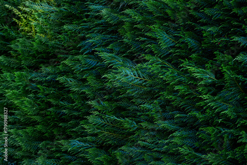 The lush green foliage of the juniper hedge, with its intricate textures and patterns, showcasing vibrant leaves and natural beauty, is ideal for backgrounds and nature-themed projects.