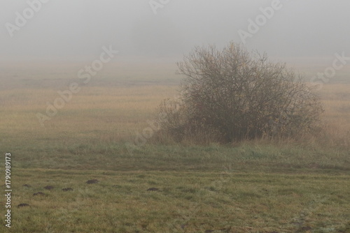 Poranna mgła nad łąką 