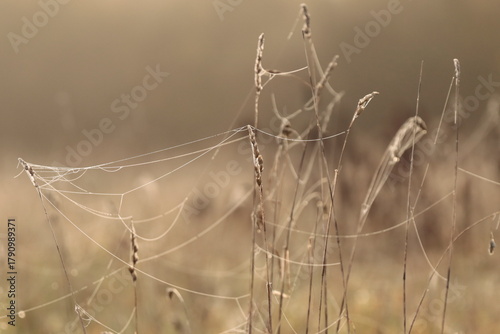 Krople rosy w porannym słońcu