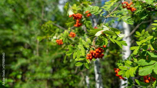 Beautiful Rowan branches with orange and red berries on background of white birch trunks with copy space for text. Walking through forest on sunny summer day