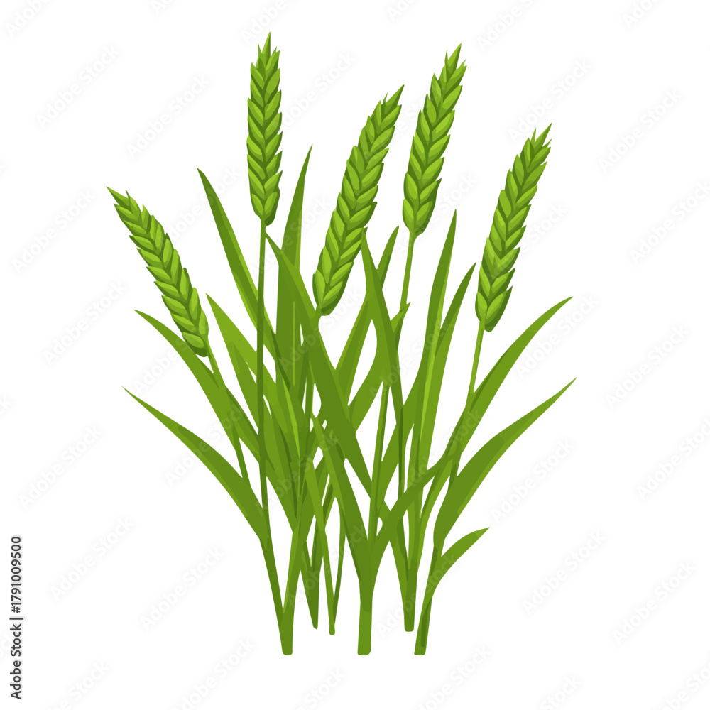 Fototapeta premium Flat 2D vector illustration of Wheatgrass, simple icon style on a clean white background.