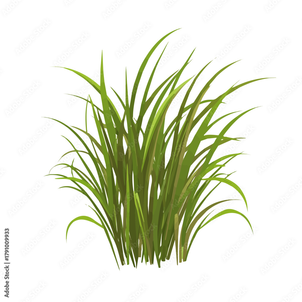 Fototapeta premium 2D flat vector illustration of Vetiver, clean and minimal icon style, isolated on white background.