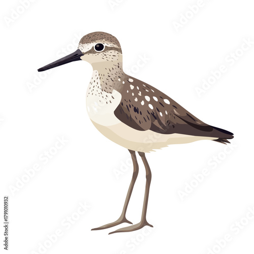 Bilde på lerret Minimal 2D vector illustration of Sandpiper in flat icon style on a plain white background