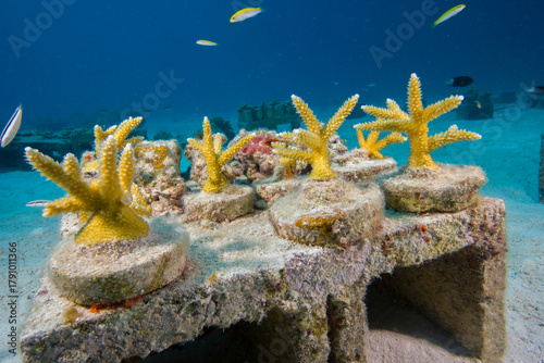 Young Staghorn Coral from an underwater nursery for relocation to a damaged reef site off Key Largo, Florida Keys