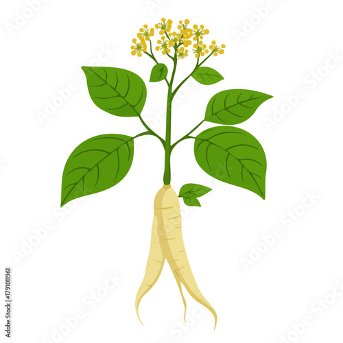 Siberian Ginseng in a clean 2D flat vector icon style, minimal and simple, set on a plain white background.