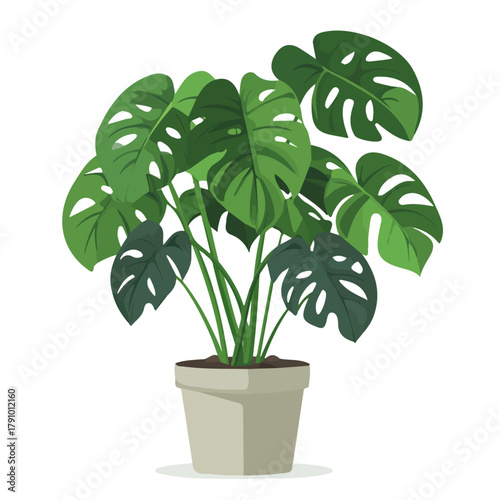 2D flat vector illustration of Swiss Cheese Plant, clean and minimal icon style, isolated on white background.