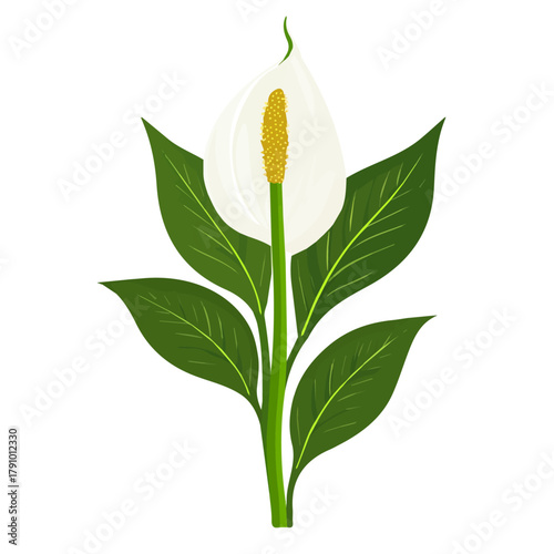 Minimal 2D vector illustration of Peace Lily in flat icon style on a plain white background.