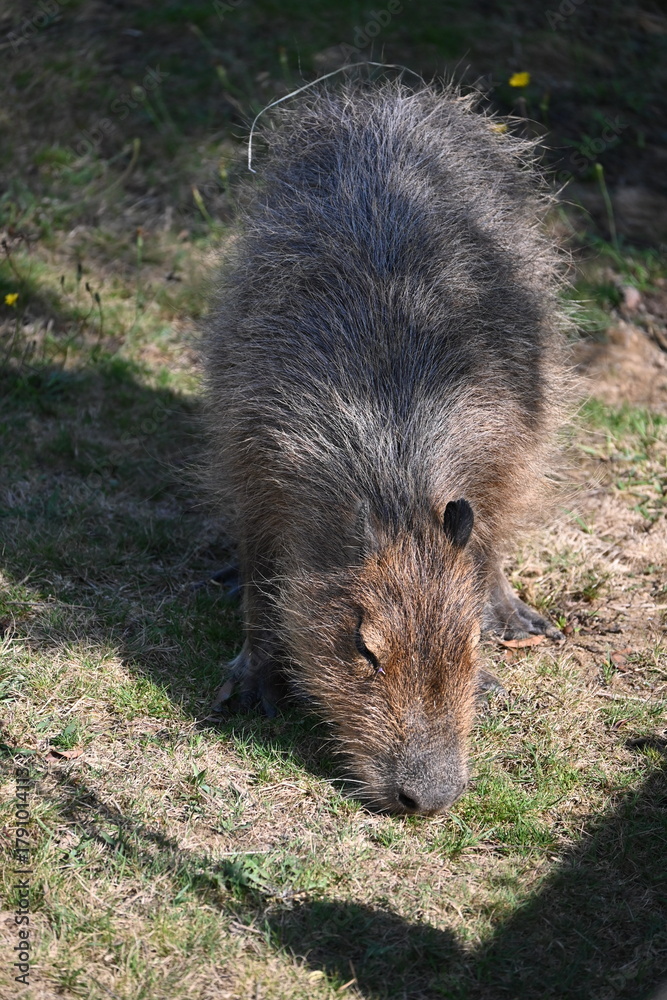 Fototapeta premium Close-up of a capybara grazing on grass in sunlight