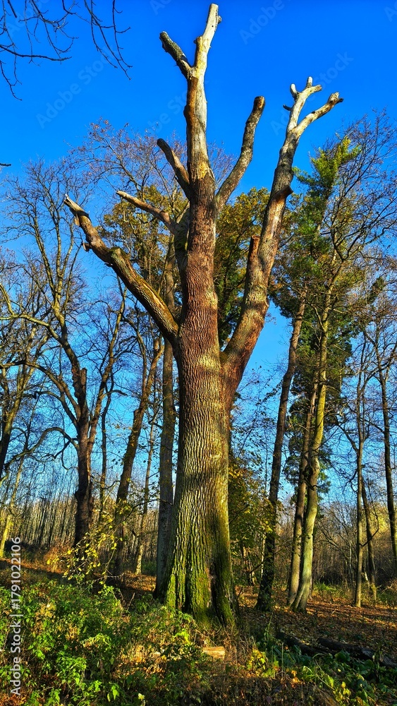 Fototapeta premium Jesień w parku 