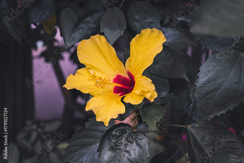 Yellow hibiscus flower with red center in natural light