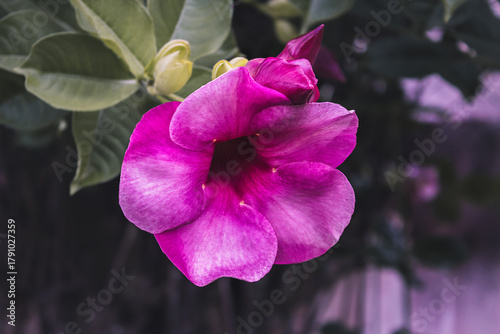 Purple tropical flower in natural light with green foliage background